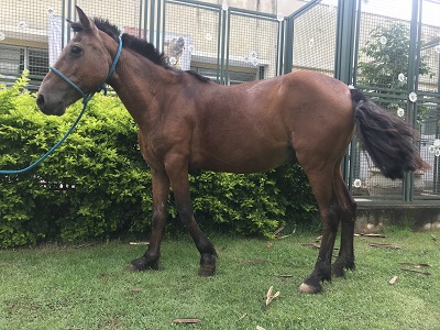 #PraCegoVer: Fotografia do cavalo Carmelo. Ele possui cor marron